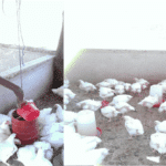 Hearts and Hands Runyararo Childrens Project