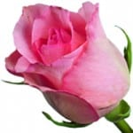 rose-fb-150x150