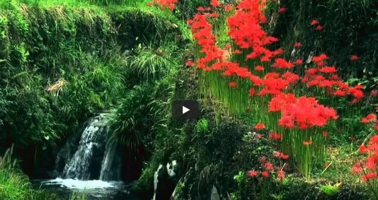 Healing to Reclaim Your Soul, Spirit & Essence