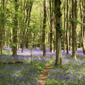 Kindred Spirits - Conscious Café in Burley - How Nature Can Empower Your Best Self